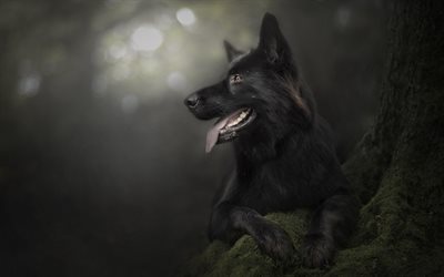 Black German Shepherd, forest, bokeh, black dog, cute animals, German Shepherd, dogs, German Shepherd Dog