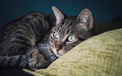 gato cinzento com olhos verdes, American Wirehair, animais fofos, gato na cama, animais de estima&#231;&#227;o, gatos