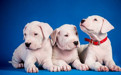アメリカのスタフォードシャーテリア, Amstaff, 小さな子犬, かわいい白子犬, 小型犬, ペット, 犬