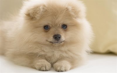 Pomeranian Spitz, filhote de cachorro, animais fofos, animais de estima&#231;&#227;o, close-up, cachorros, Pomeranian, Spitz