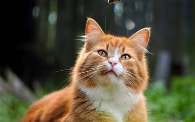 Ginger cat, Gato British Shorthair, animais engra&#231;ados, gato curioso, besouro, animais fofos, gatos