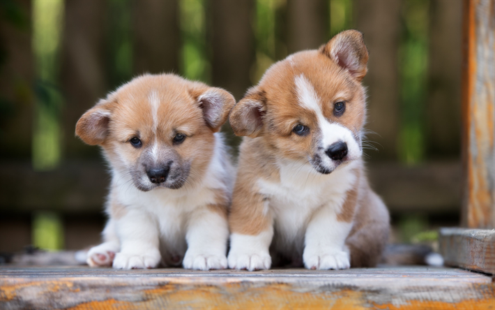 ダウンロード画像 4k コーギー 子犬 ペット ウェルシュコーギー 犬 かわいい動物たち ウェルシュコーギー犬 ペンブロークウェルシュ コーギー フリー のピクチャを無料デスクトップの壁紙
