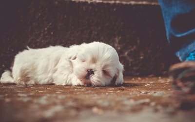 4k, Shih tzu, cucciolo, cane che dorme, animali domestici, cane birichino, simpatici animali, cani Shih tzu Cane, cucciolo bianco