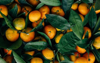 les mandarines, les fruits, le fond, avec les mandarines, les agrumes