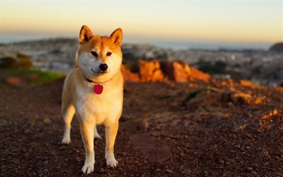 Shiba Inu, mascotas, perros, puesta de sol, bokeh, animales lindos, Shiba Inu Perro