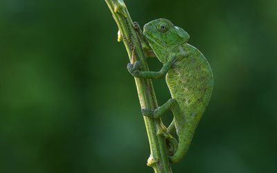 chameleon, lizard on a branch, green lizard, green chameleon