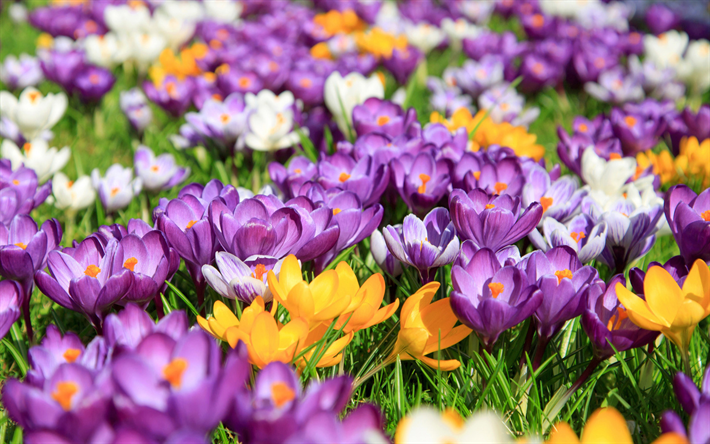 colorato crochi, bokeh, primavera, fiori colorati, crochi, macro, fiori di primavera