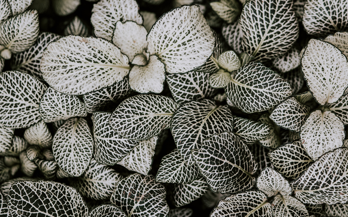 branco folhas de textura, floral de fundo, textura com folhas, meio ambiente, deixa de fundo