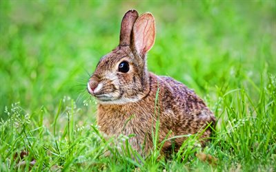 ウサギ, 野生生物, ボケ, 芝, かわいい動物, 緑の草原を