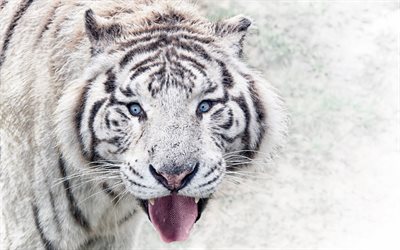 Bengaltiger, vinter, vilda djur, rovdjur, vit tiger, bokeh, tigrar, Panthera tigris tigris