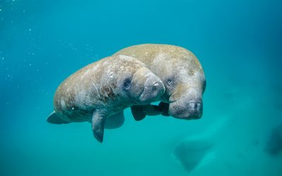 Manatees, 4k, underwater world, mammals, mother and cub, cute animals, Trichechus, small manatee