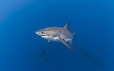el tibur&#243;n, el depredador, el mundo submarino, pack de tiburones