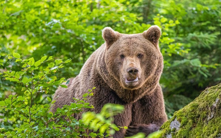 ursos, predadores, jardim zool&#243;gico, ursos marrons