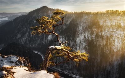 winter, mountain, tree, river, valley, snow