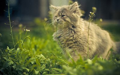 fluffy cat, cute animals, cats, green grass