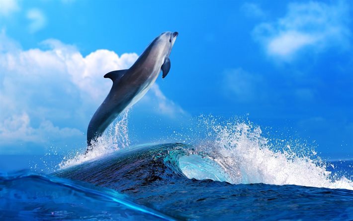dolphin, sea, waves, mammal, Bottlenose Dolphin