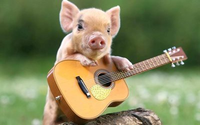 pig, funny animals, piggy, guitar player, pigs, cute animals