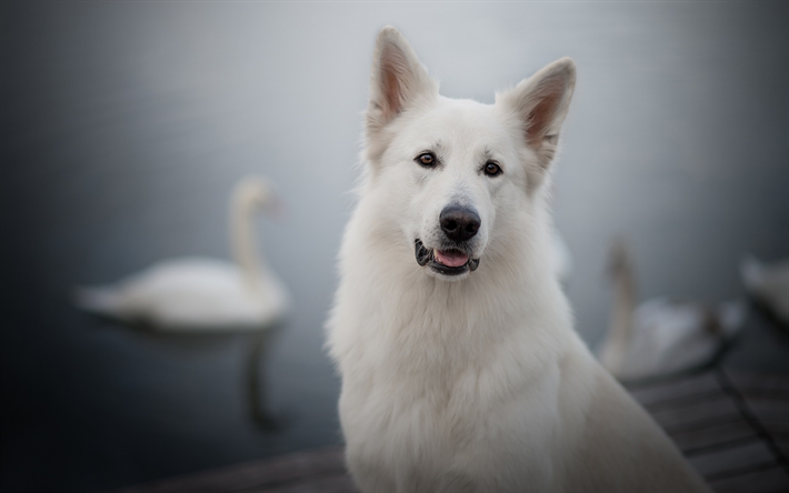 White Swiss Shepherd Dog, White Swiss Shepherd, husdjur, vit hund
