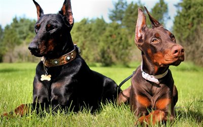 dobermanns, black dog, brown dog, German dogs