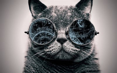 funny cat, pets, glasses, mathematical formulas, mathematics, art