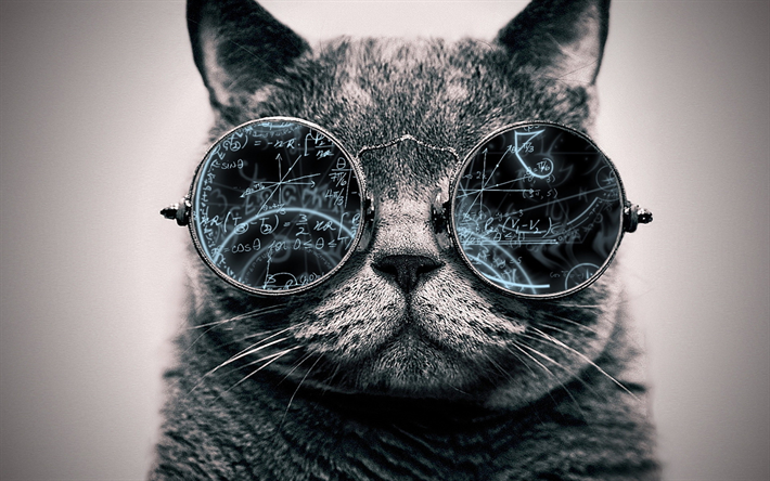 gracioso gato, mascotas, gafas, f&#243;rmulas matem&#225;ticas, las matem&#225;ticas, el arte