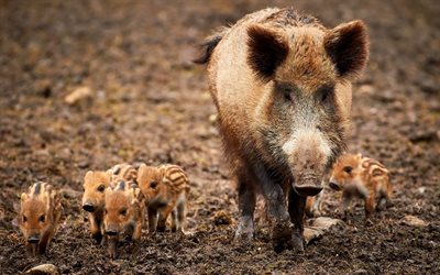 wild boars, family, wildlife, small boars, forest inhabitants, forest