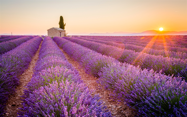 France, 4k, lavender field, sunset, summer, Europe
