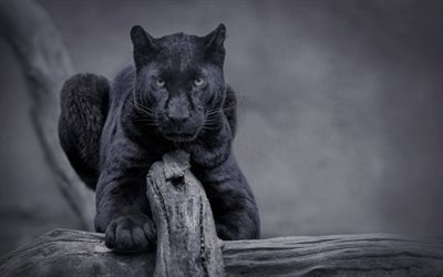 black panther, wild cat, predator, wildlife, night
