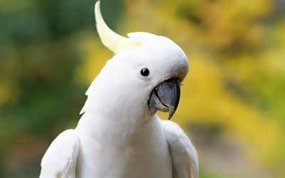 cacato&#232;s blanc, un grand perroquet, de beaux oiseaux, blanc parrot, Cacatua alba, parapluie cacato&#232;s