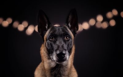 German Shepherd Dog, portrait, pets, dogs