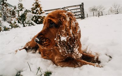 4k, Cocker Spaniel, invierno, mascotas, perros, animales lindos, nieve