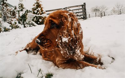 4k, cocker spaniel, winter, haustiere, hunde, niedliche tiere, schnee