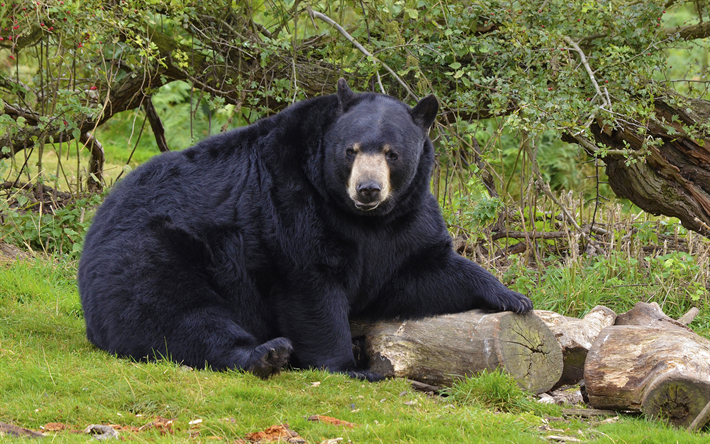 baribal, 4k, a vida selvagem, urso preto, Ursus americanus, ursos