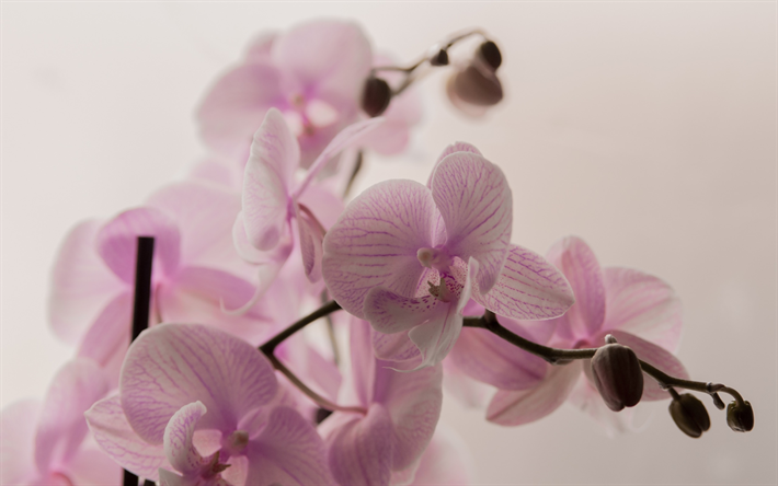 orchid&#233;e rose, plantes vertes, orchid&#233;es branche, fleurs tropicales