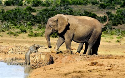 elephants, zoo, mother and cub, Africa