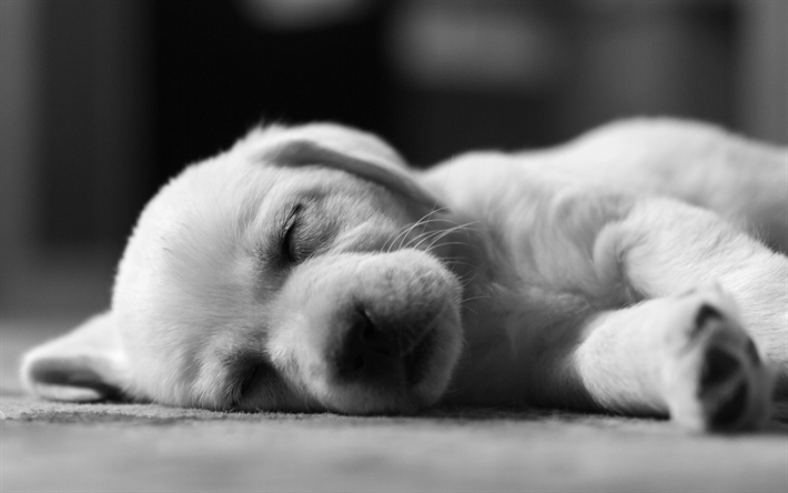 petit-labrador, chiot, petit chien, chiot blanc, animaux domestiques, le golden retriever