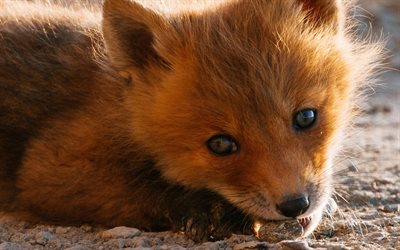 small fox, cute animals, forest inhabitants, wildlife, foxes