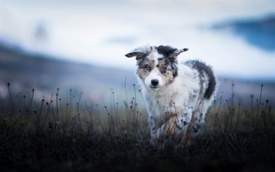 pastore australiano, piccolo cane, cucciolo, aussie, sera, campo, cani