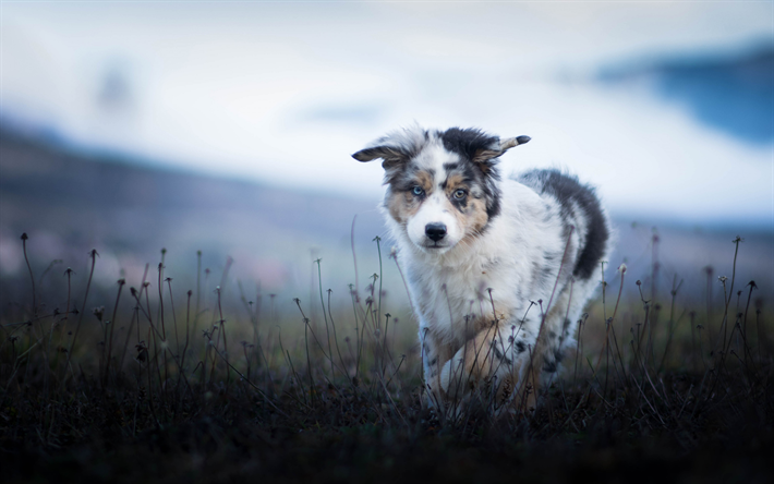 australian shepherd, small dog, puppy, aussie, evening, field, dogs
