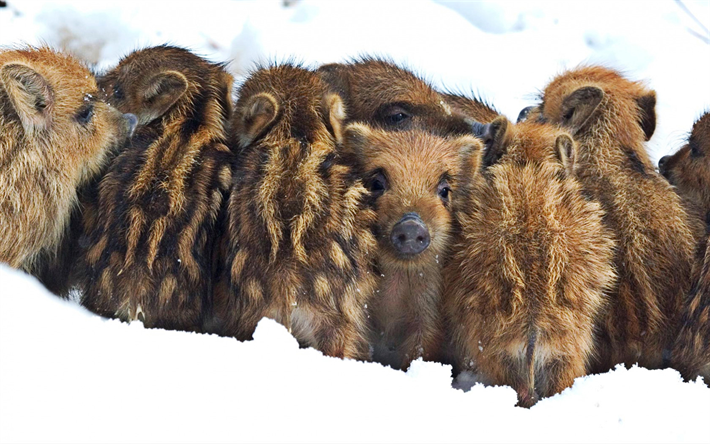 kleine wildschweine, familie, kleine ferkel, winter, schnee, wilde tiere, schweine
