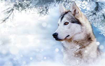 husky, vacker hund, vinter, sn&#246;, s&#246;ta djur, hundar