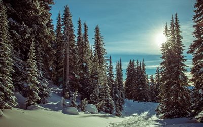 冬, 森林, 山々, 雪に覆われた森林, 木, 美しい冬の風景