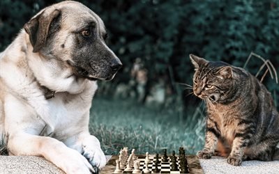 hund und katze, niedliche tiere, freunde, hunde, katzen, schach spielen