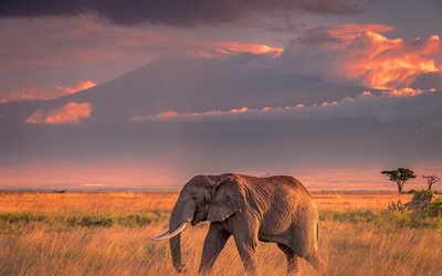 大きなゾウ, 夕日, アフリカ, 野生動物, 山の風景, アフリカゾウ
