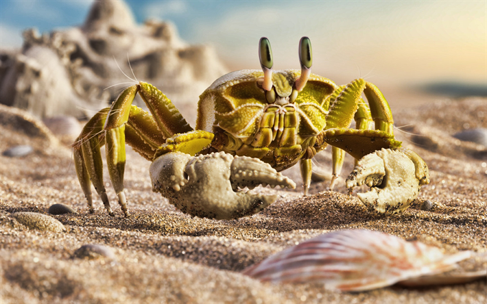 yellow crab, close-up, sand, wildlife, Metacarcinus anthonyi