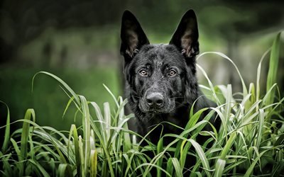 Black German Shepherd, summer, dog on a walk, cute animals, German Shepherd, HDR, dogs, black dog, German Shepherd Dog