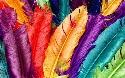 colorful feathers, macro, feathers backgrounds, background with feathers, feathers textures, colorful feathers background, feathers patterns