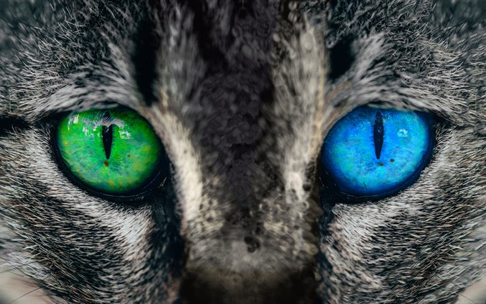 gato de la cara, la heterocrom&#237;a, multi-color de ojos, obras de arte, creativo, gato