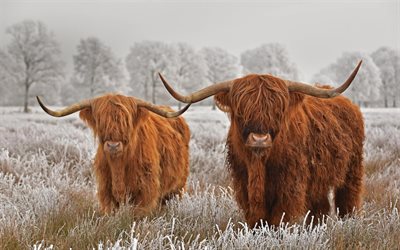 Yl&#228;maan karjaa, skotlannin lehm&#228;, pitk&#228;karvainen Scottish karjaa, Highland-lehm&#228;, Englanti, wildlife