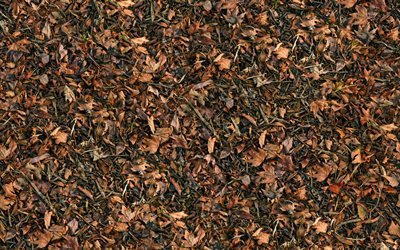 brown leaves background, 4k, leaves textures, autumn textures, leaves patterns, autumn leaves, background with leaves, brown backgrounds